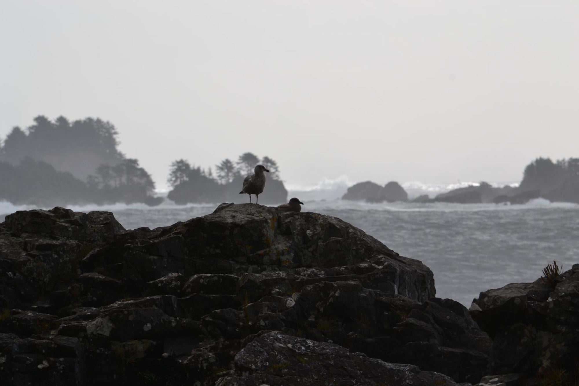 Easy On The Edge Ucluelet Exterior foto